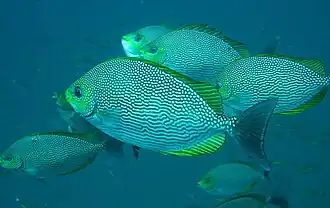 Grupo de S. javus, Koh Phangan, Tailandia