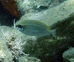 S. luridus en Grecia.