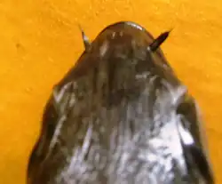 Vista superior de cabeza de S. luridus, mostrando las largas lengüetas de las fosas nasales (nostril)