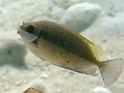 S. luridus en Kárpatos, Grecia.