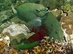 S. punctatus, Koh Phangan