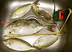 Varios ejemplares de S. rivulatus recolectados en Hurgada, Egipto, mar Rojo.