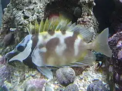 S. vulpinus estresado desarrolla una coloración críptica