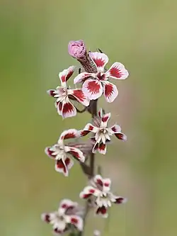 Silene gallica o quinquevulnera