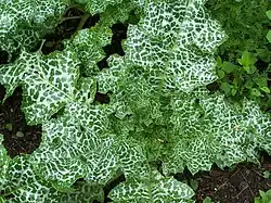 Hojas: roseta basal.