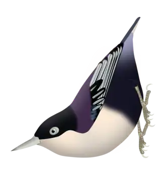 Sitta azurea azurea (note las partes superiores color púrpura y coberteras violeta).