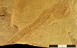 Holotipo KUMIP 310501