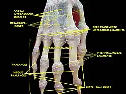 Ligamentos interfalángicos y falanges. Disección profunda. Vista posterior (dorsal).