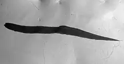 B. Marca oscura de talud que puede haber sido iniciada por un remolino o diablo de polvo, cuya traza es visible atravesando el ápice de la marca oscura (imagen MRO HiRISE; abarca 1,8 km y está basada en Schorghofer et al., 2007, p. 136, fig. 5).