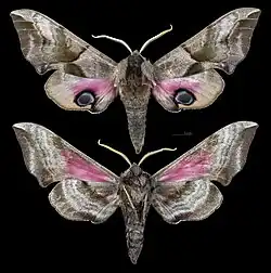 Smerinthus ocellatus