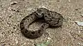 Snouted Night Adder, Causus defilippii