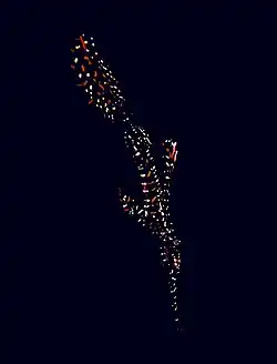 S. paradoxus negro en Sulawesi, Indonesia