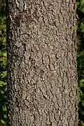 Corteza de árbol adulto, muy diferente de la del árbol joven