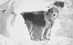 ''Sansón'' a la puerta de su perrera.