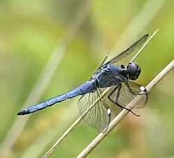 Libellula cyanea