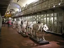 Sala de los esqueletos