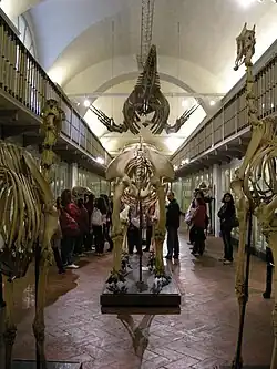 Sala de los esqueletos