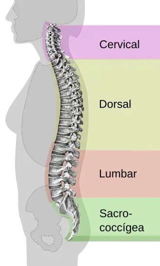 Imagen de curvaturas de la columna vertebral: Cervical, torácica, lumbar y sacra