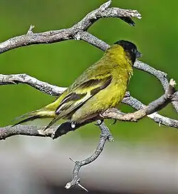 Macho de la subespecie tucumanus, en La Rioja, Arg.