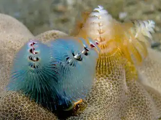 S. giganteus en coral Porites.