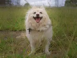 Spitz japonés macho adulto