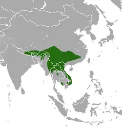 Distribución del Linsang manchado