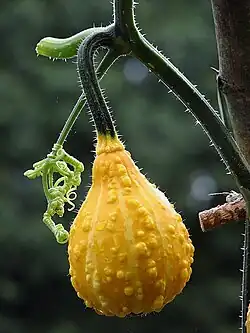 De tipo "Pear" (Pera), "Striped Pear"[cita 65]​ (con bandas). En este caso es "Warty" (con verrugas).