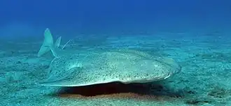 Photo of an angelshark swimming just above the bottom