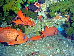 Bajo coral Tubastraea micranthus, junto a ejemplares de Myripristis murdjan en Mozambique
