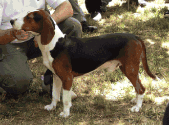 Sabueso serbio tricolor