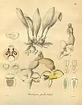 Ilustración de Heinrich Reichenbach Xenia Orchidacea vol. 3 (1900)