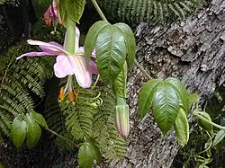 Passiflora tarminiana