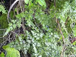 Figura 4.12. Lygodium japonicum. Helecho trepador japonés.