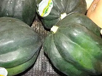 Zapallo turco (o zapallo turco verde), el nombre de la variedad es Cucurbita pepo 'Table Queen'
