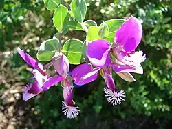 Polygala x dalmaisiana, pétalo inferior aquillado y fimbriado (con flecos, como una orla).
