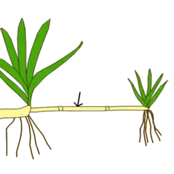 Estolón. En amarillo claro el tallo, en verde las hojas. En marrón oscuro las raíces.