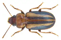 Stenolophus plagifer
