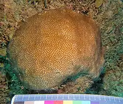 Forma semiesférica en Curaçao