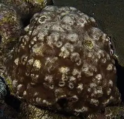 S. intersepta en Florida, EE.UU.