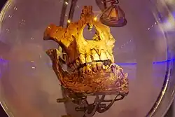 La foto muestra STS 52a y STS 52b, mandíbula completa de un A. africanus, probablemente de macho.