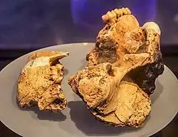 Este cráneo, TM 1517, es el holtipo de la especie Paranthropus robustus. Tiene unos 2 millones de años.