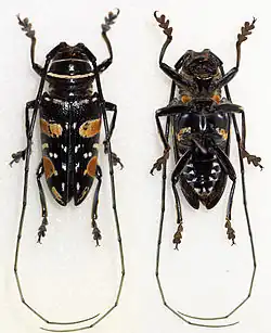 Sternotomis fairmairei