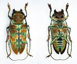 Sternotomis lemoulti