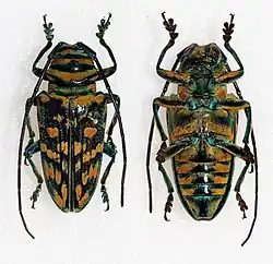 Sternotomis mathildae