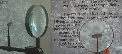 La mandíbula de Steropodon en exhibición en el Museo Americano de Historia Natural, en Nueva York.