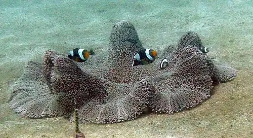 Stichodactyla haddoni