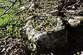 Stone trough near lower Adullam site