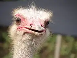 Avestruz en el parque.