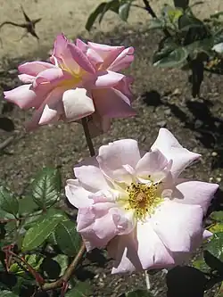 'Sunny South' 'Sunny South'. En el Nieuwesteeg Heritage Rose Garden.