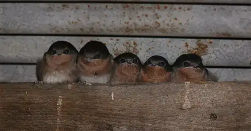 Una pareja con sus pichones